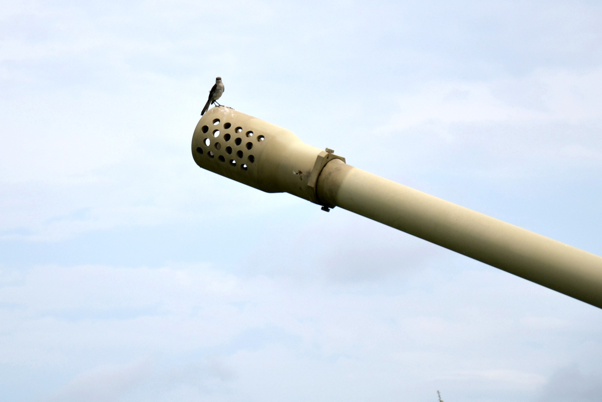 Bird on the Muzzle Brake